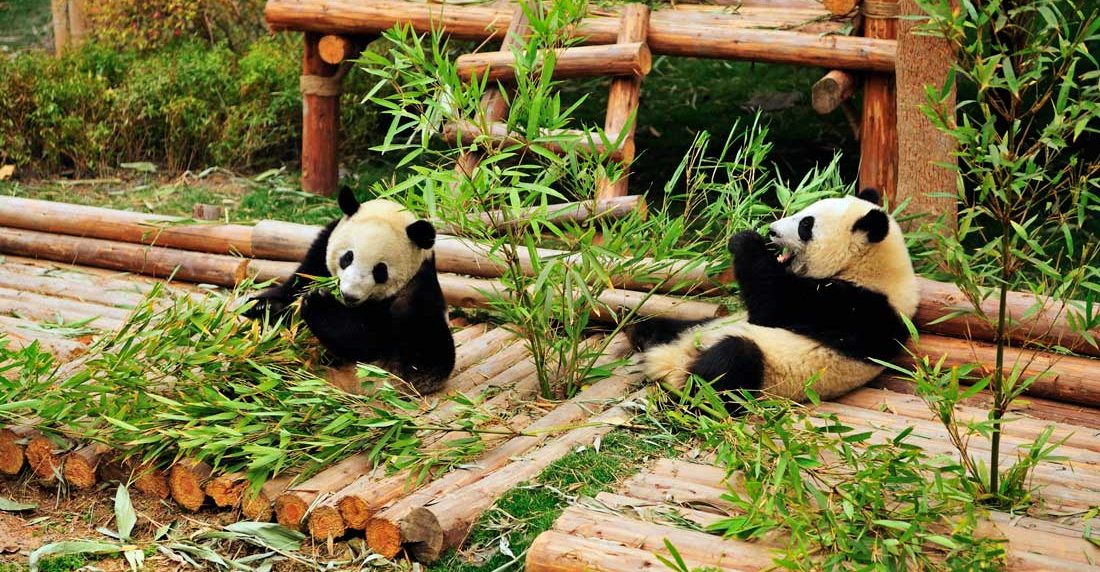 Base de investigación de Chengdu para la cría de pandas gigantes    